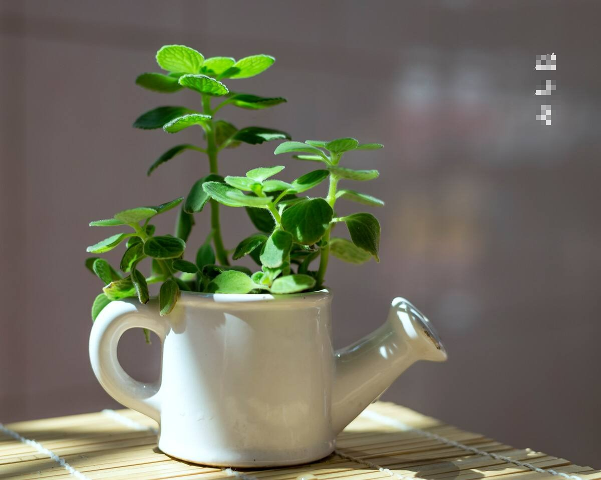 Đừng đánh giá thấp 3 cây cảnh "nhỏ mà có võ", trồng vài chậu trong nhà muỗi không dám đến gần - Ảnh 5.