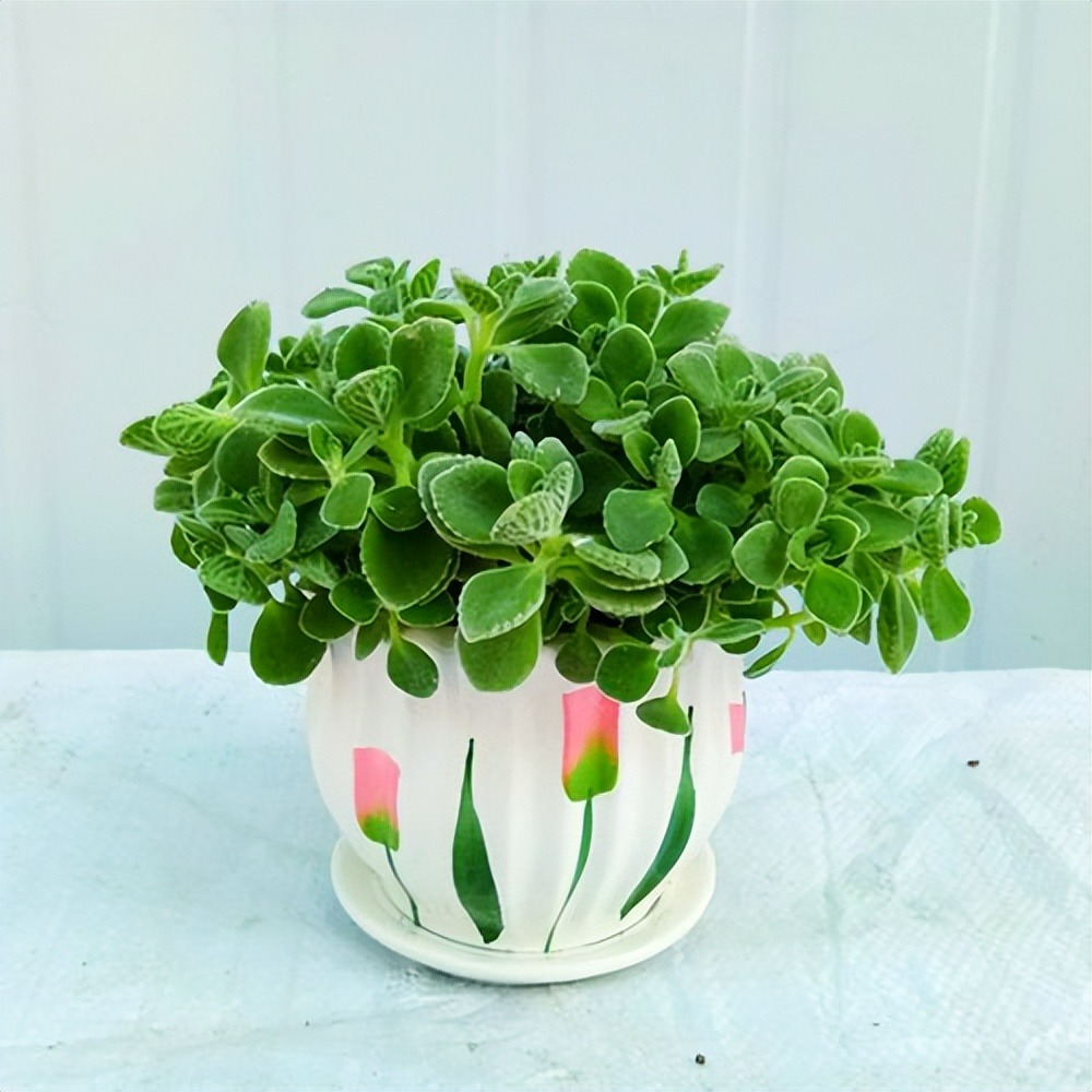 Đừng đánh giá thấp 3 cây cảnh "nhỏ mà có võ", trồng vài chậu trong nhà muỗi không dám đến gần - Ảnh 7.