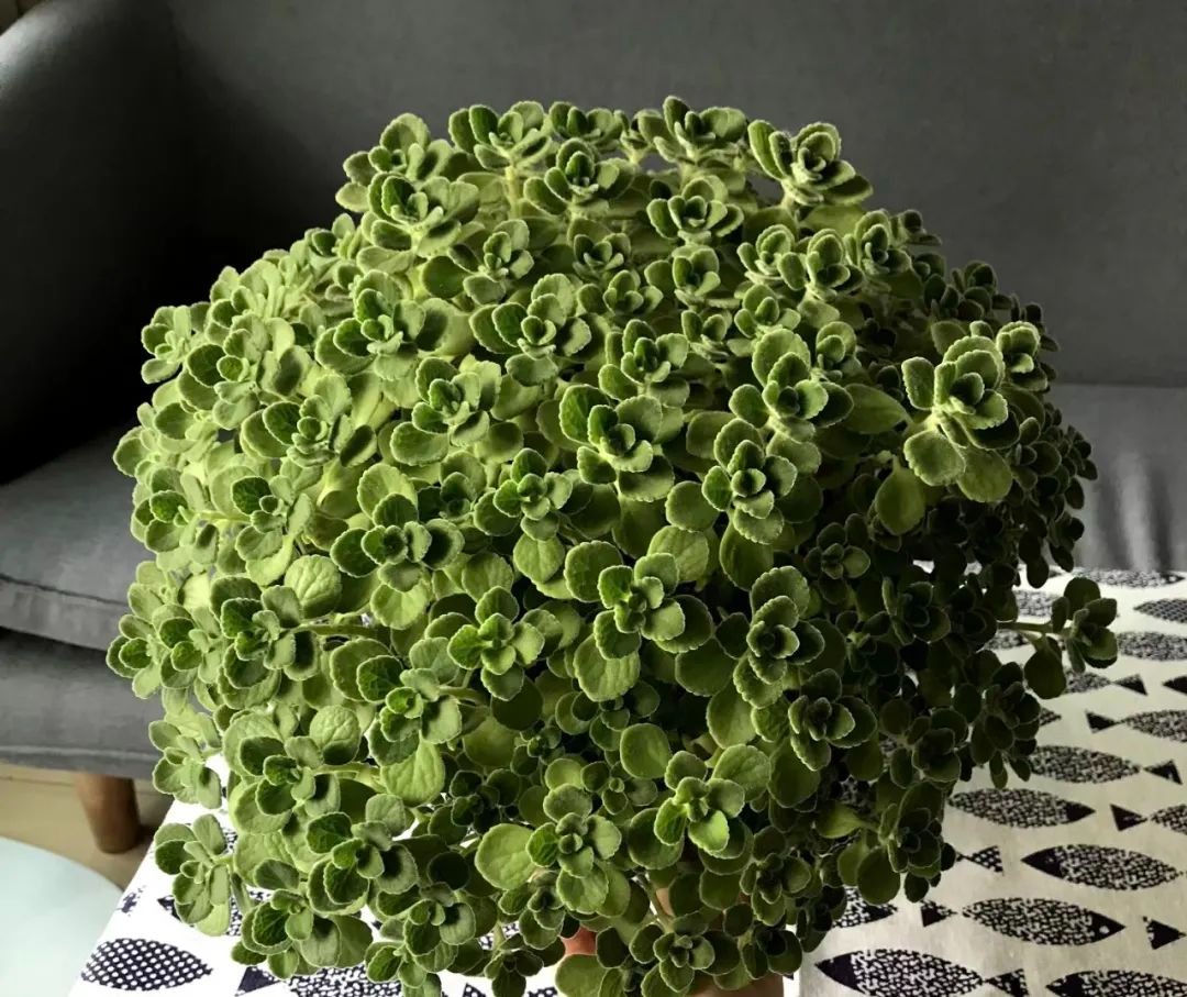 Đừng đánh giá thấp 3 cây cảnh "nhỏ mà có võ", trồng vài chậu trong nhà muỗi không dám đến gần - Ảnh 6.