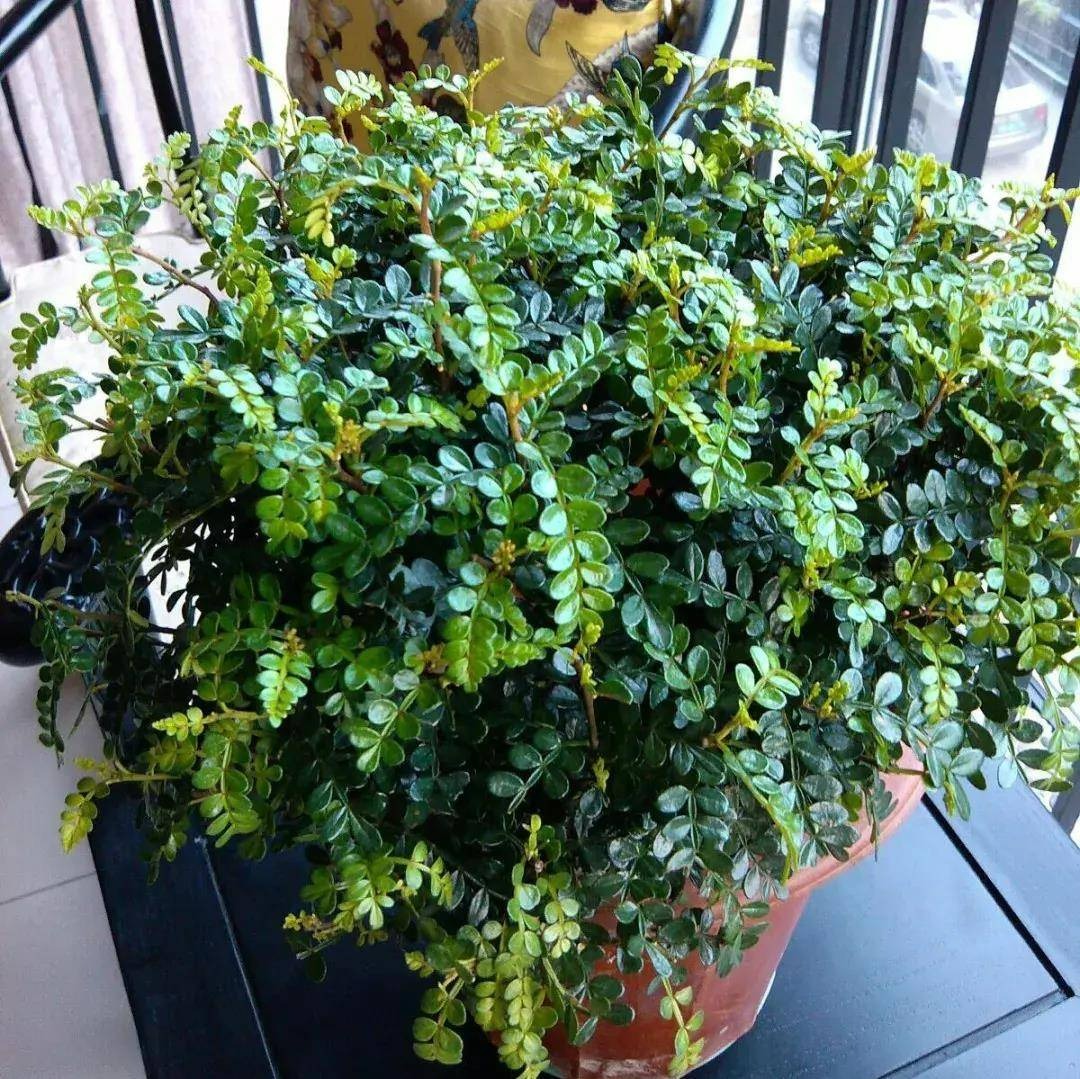 Đừng đánh giá thấp 3 cây cảnh "nhỏ mà có võ", trồng vài chậu trong nhà muỗi không dám đến gần - Ảnh 8.