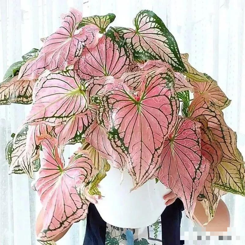 Người xưa dặn: "Đừng tặng 3 loại cây cảnh này kẻo biến bạn thành thù, tiền tài đều bị vạ lây" - Ảnh 5.