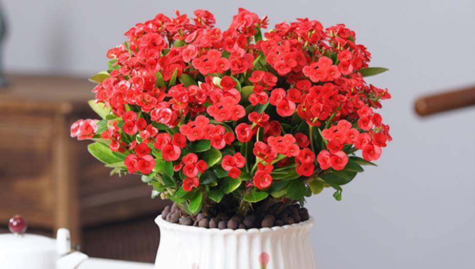 Người xưa dặn: "Đừng tặng 3 loại cây cảnh này kẻo biến bạn thành thù, tiền tài đều bị vạ lây" - Ảnh 3.