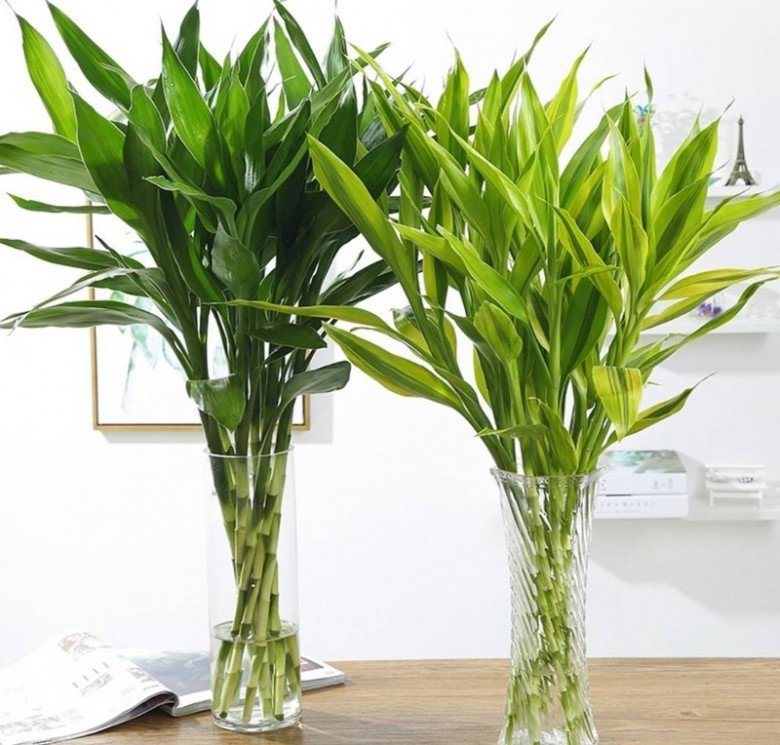 Trồng trúc phát tài đừng chỉ thêm nước, làm 3 điều này lá xanh tươi tốt, đưa lộc vào nhà - Ảnh 2. Trồng trúc phát tài đừng chỉ thêm nước, làm 3 điều này lá xanh tươi tốt, đưa lộc vào nhà - Ảnh 2.