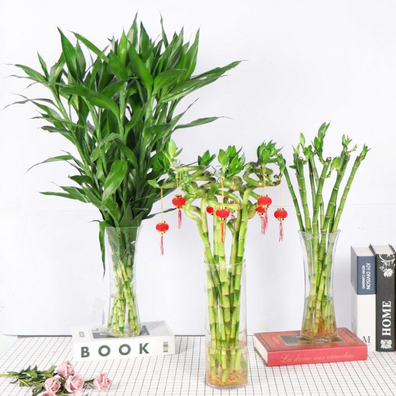 Trồng trúc phát tài đừng chỉ thêm nước, làm 3 điều này lá xanh tươi tốt, đưa lộc vào nhà - Ảnh 1. Trồng trúc phát tài đừng chỉ thêm nước, làm 3 điều này lá xanh tươi tốt, đưa lộc vào nhà - Ảnh 1.