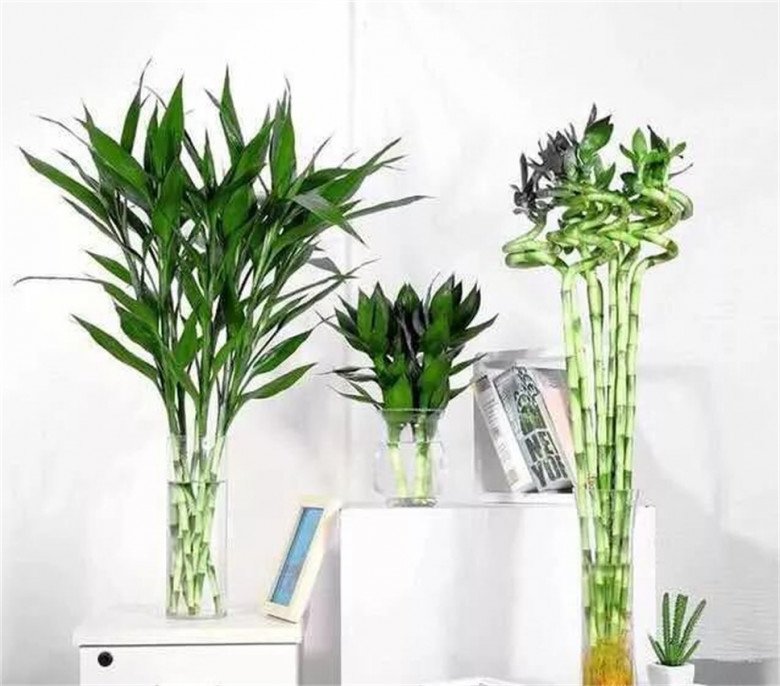 Trồng trúc phát tài đừng chỉ thêm nước, làm 3 điều này lá xanh tươi tốt, đưa lộc vào nhà - Ảnh 3. Trồng trúc phát tài đừng chỉ thêm nước, làm 3 điều này lá xanh tươi tốt, đưa lộc vào nhà - Ảnh 3.