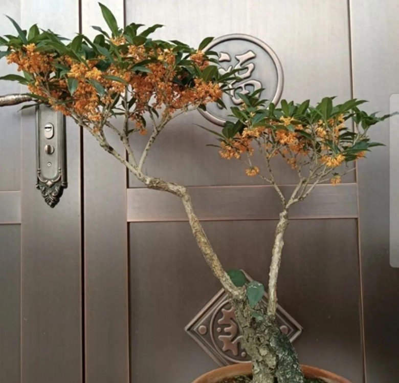 Phòng khách trồng 3 cây này như đặt bùa hộ mệnh trong nhà, gia chủ ăn nên làm ra - Ảnh 3. Phòng khách trồng 3 cây này như đặt bùa hộ mệnh trong nhà, gia chủ ăn nên làm ra - Ảnh 3.