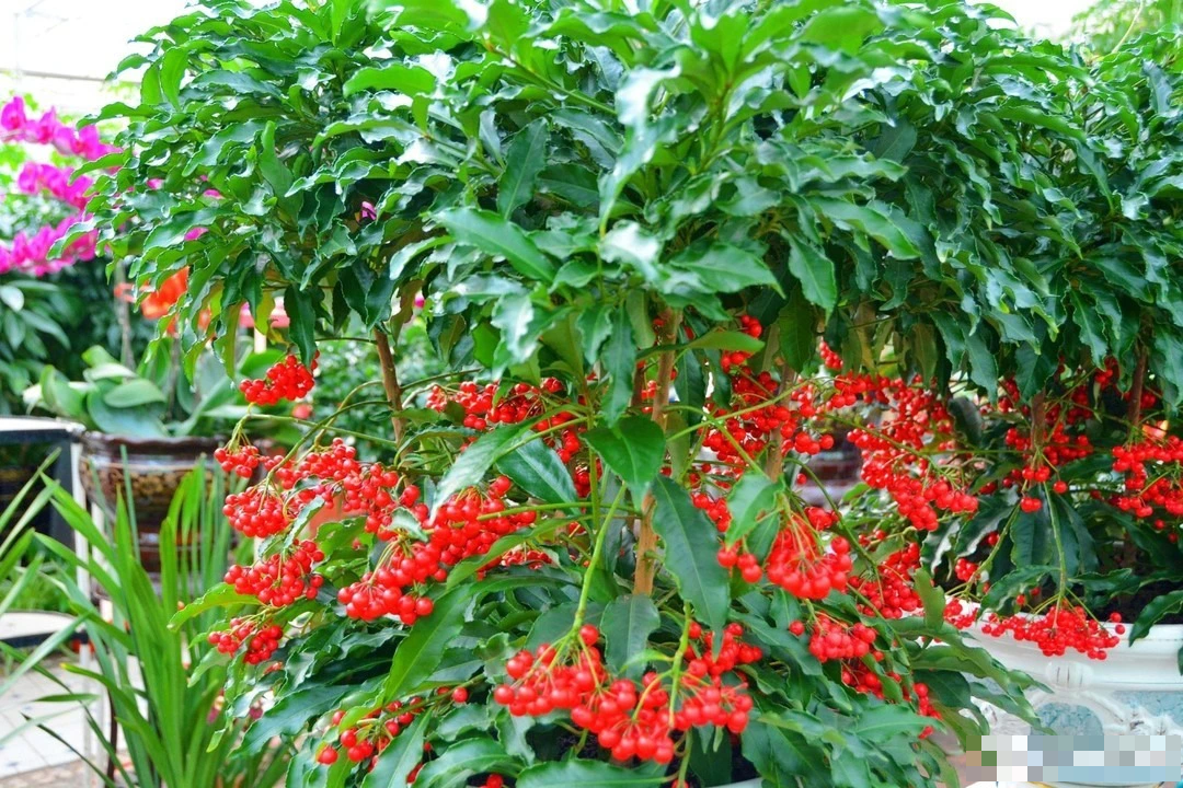 Trồng cây cảnh này như rước "kho vàng" vào nhà, biết chăm sóc cả năm đón tài lộc, cát tường - Ảnh 6.