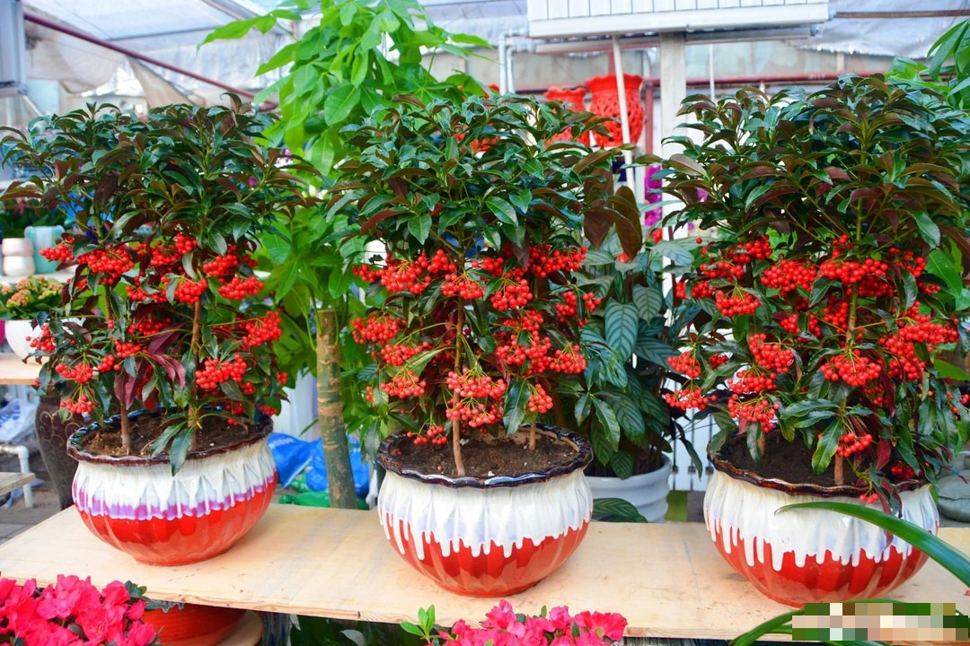 Trồng cây cảnh này như rước "kho vàng" vào nhà, biết chăm sóc cả năm đón tài lộc, cát tường - Ảnh 4.