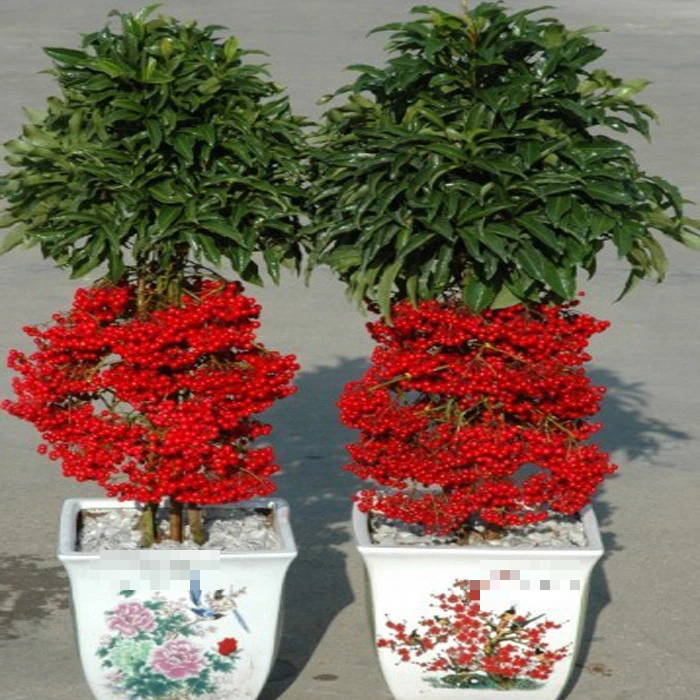Trồng cây cảnh này như rước "kho vàng" vào nhà, biết chăm sóc cả năm đón tài lộc, cát tường - Ảnh 7.