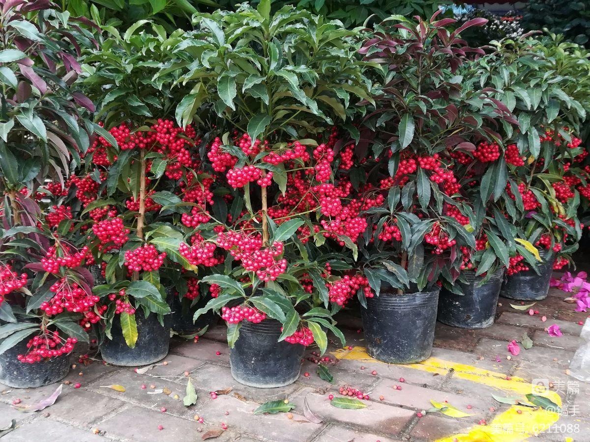 Trồng cây cảnh này như rước "kho vàng" vào nhà, biết chăm sóc cả năm đón tài lộc, cát tường - Ảnh 2.