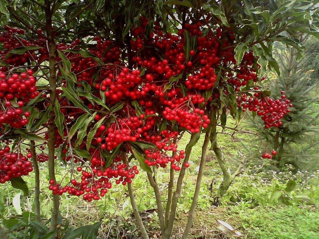 Trồng cây cảnh này như rước "kho vàng" vào nhà, biết chăm sóc cả năm đón tài lộc, cát tường - Ảnh 3.