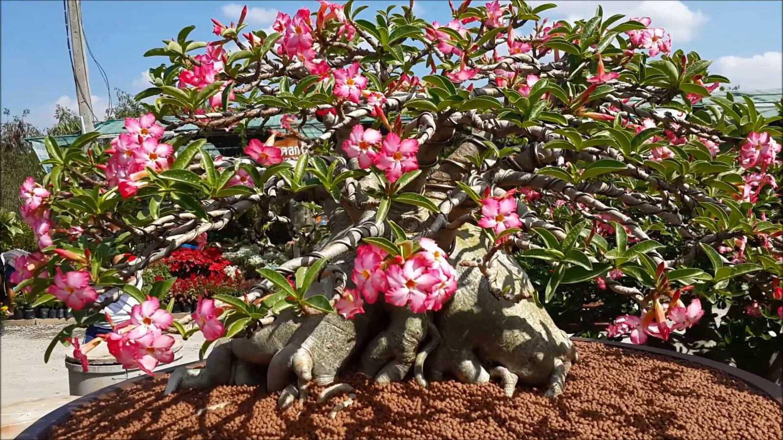 Cây cảnh như "cỗ máy nở hoa", trồng trong nhà 4 mùa rực rỡ, thân càng béo càng nhiều tài lộc - Ảnh 7.