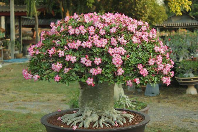 Cây cảnh như "cỗ máy nở hoa", trồng trong nhà 4 mùa rực rỡ, thân càng béo càng nhiều tài lộc - Ảnh 2.