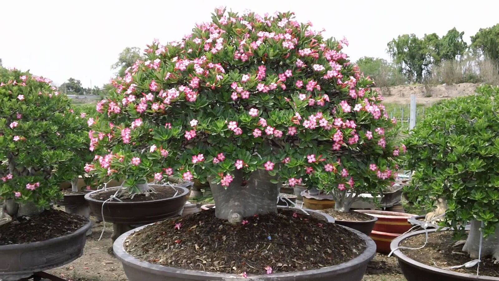 Cây cảnh như "cỗ máy nở hoa", trồng trong nhà 4 mùa rực rỡ, thân càng béo càng nhiều tài lộc - Ảnh 6.