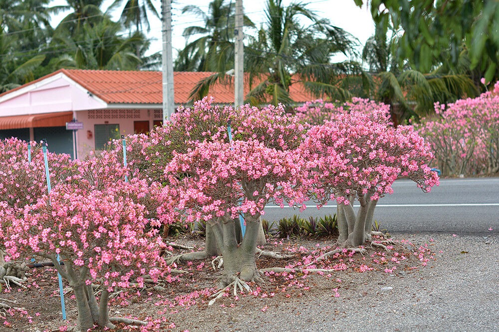 Cây cảnh như "cỗ máy nở hoa", trồng trong nhà 4 mùa rực rỡ, thân càng béo càng nhiều tài lộc - Ảnh 8.