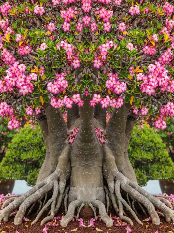 Cây cảnh như "cỗ máy nở hoa", trồng trong nhà 4 mùa rực rỡ, thân càng béo càng nhiều tài lộc - Ảnh 5.