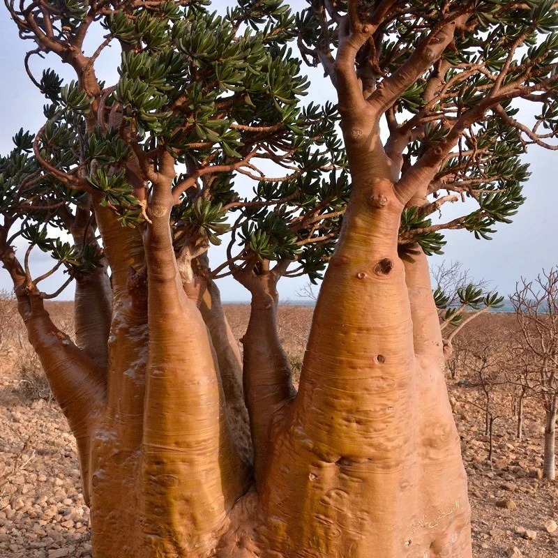 Cây cảnh như "cỗ máy nở hoa", trồng trong nhà 4 mùa rực rỡ, thân càng béo càng nhiều tài lộc - Ảnh 3.