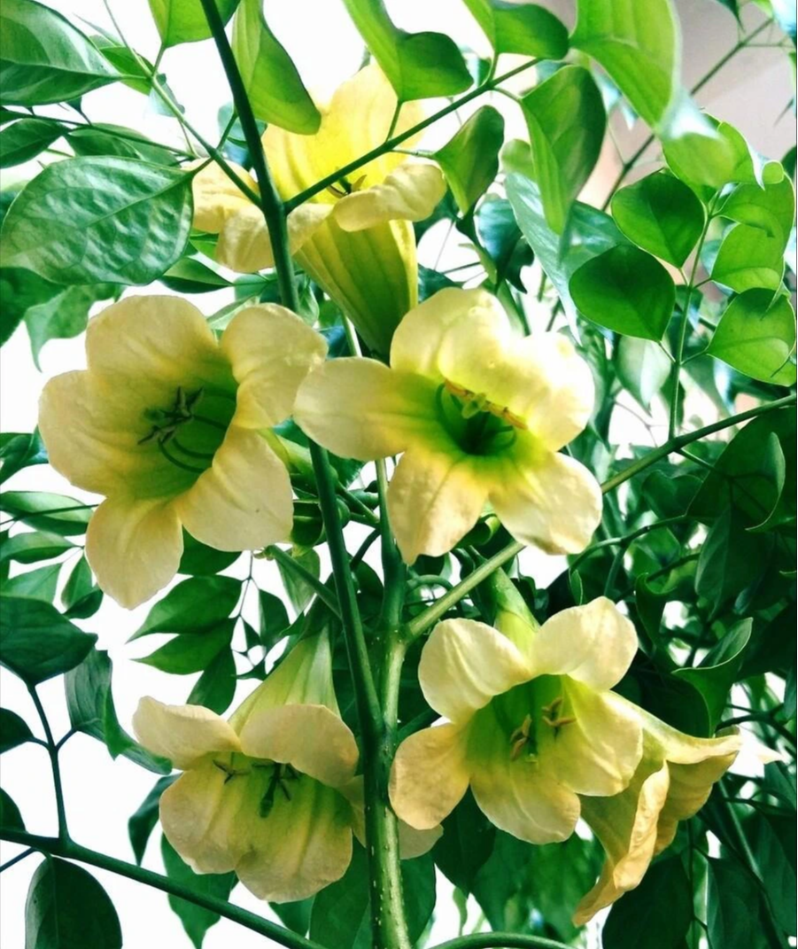 Cây cảnh rạng ngời, cành xum xuê, lá xanh bóng, đong đầy nhà tình yêu, hạnh phúc và thịnh vượng - Ảnh 4.