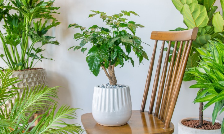 Cây cảnh rạng ngời, cành xum xuê, lá xanh bóng, đong đầy nhà tình yêu, hạnh phúc và thịnh vượng - Ảnh 9.