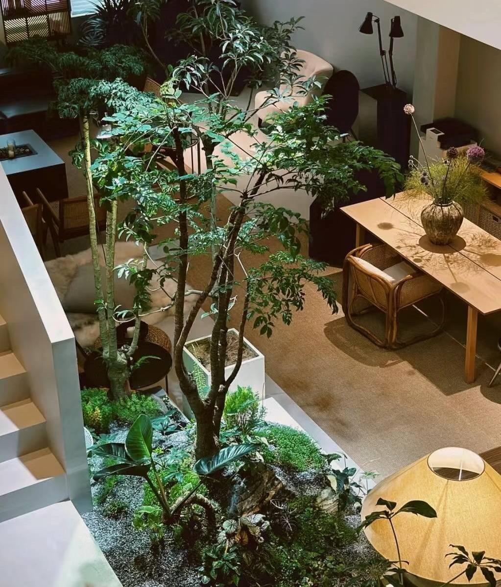 Cây cảnh rạng ngời, cành xum xuê, lá xanh bóng, đong đầy nhà tình yêu, hạnh phúc và thịnh vượng - Ảnh 10.