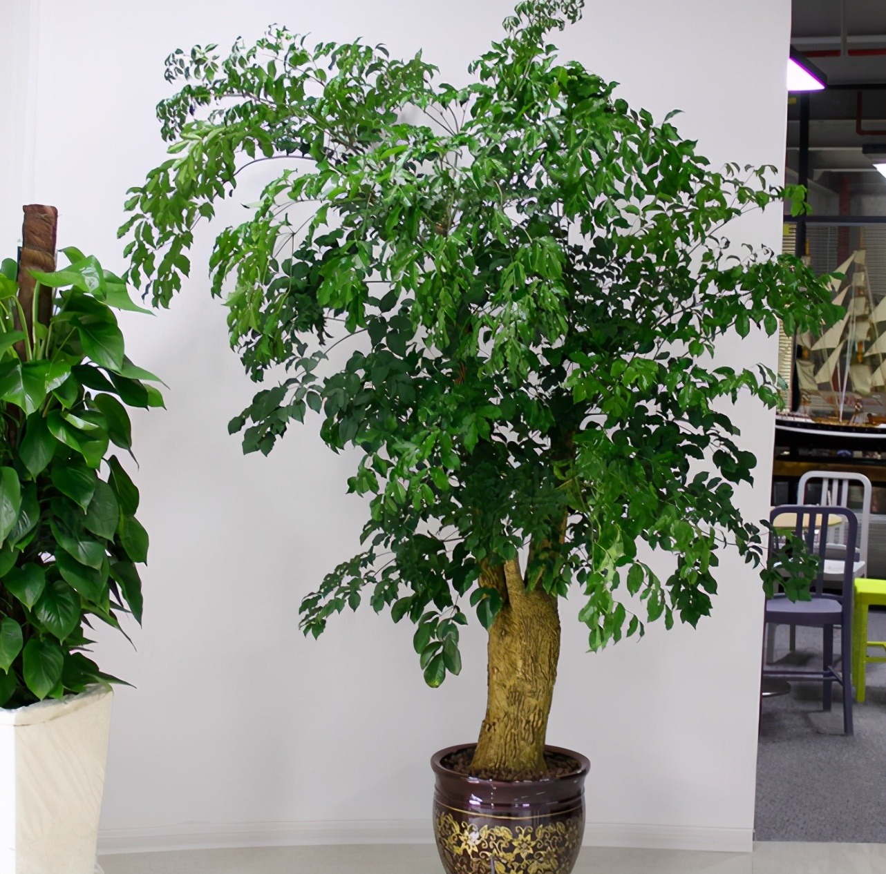 Cây cảnh rạng ngời, cành xum xuê, lá xanh bóng, đong đầy nhà tình yêu, hạnh phúc và thịnh vượng - Ảnh 2.