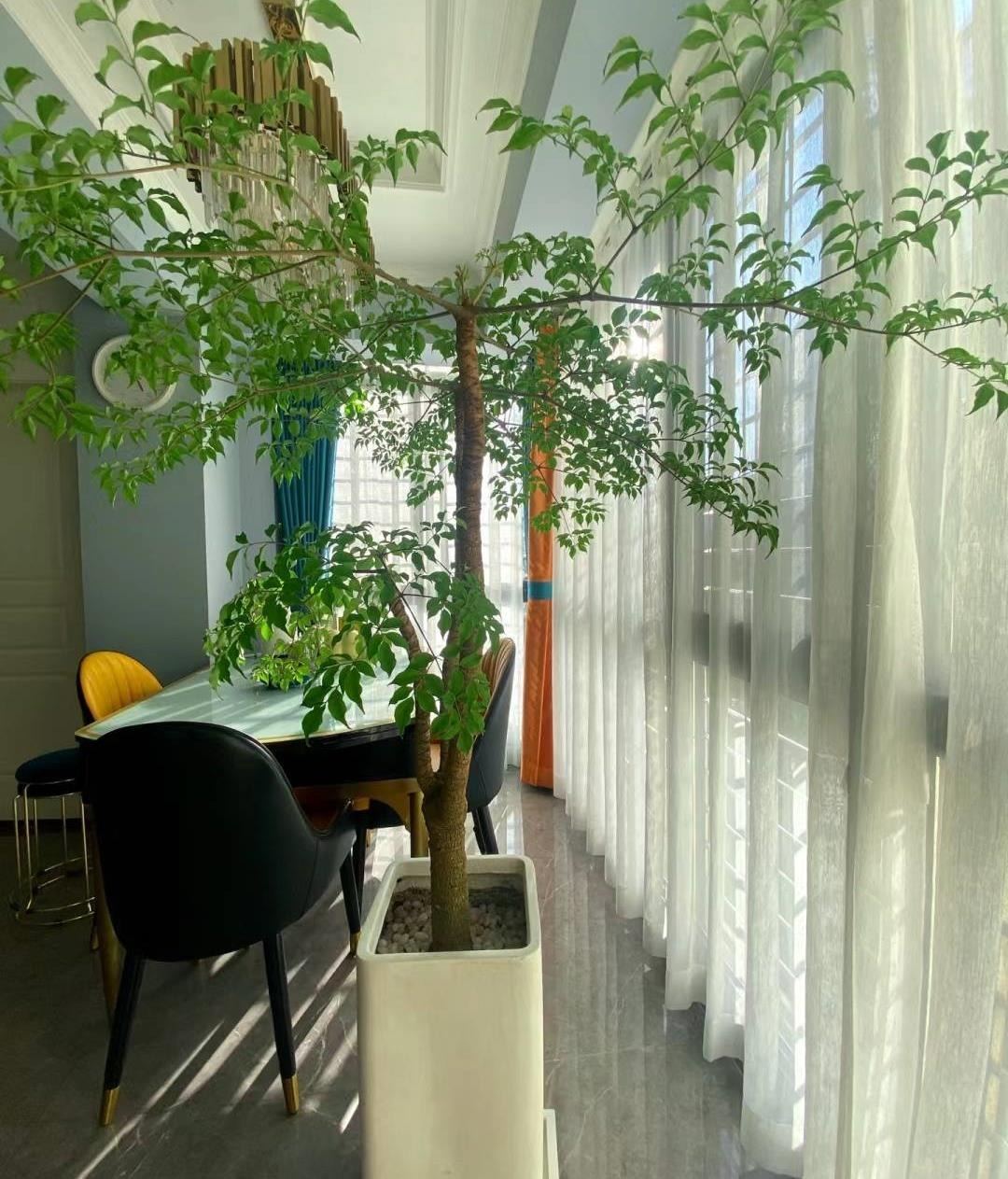 Cây cảnh rạng ngời, cành xum xuê, lá xanh bóng, đong đầy nhà tình yêu, hạnh phúc và thịnh vượng - Ảnh 7.