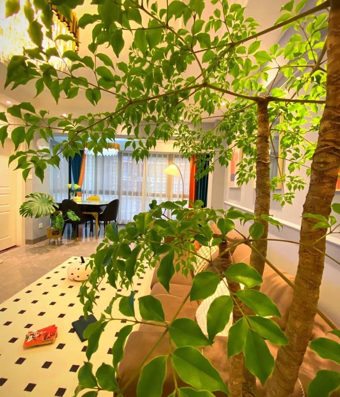 Cây cảnh rạng ngời, cành xum xuê, lá xanh bóng, đong đầy nhà tình yêu, hạnh phúc và thịnh vượng - Ảnh 1.