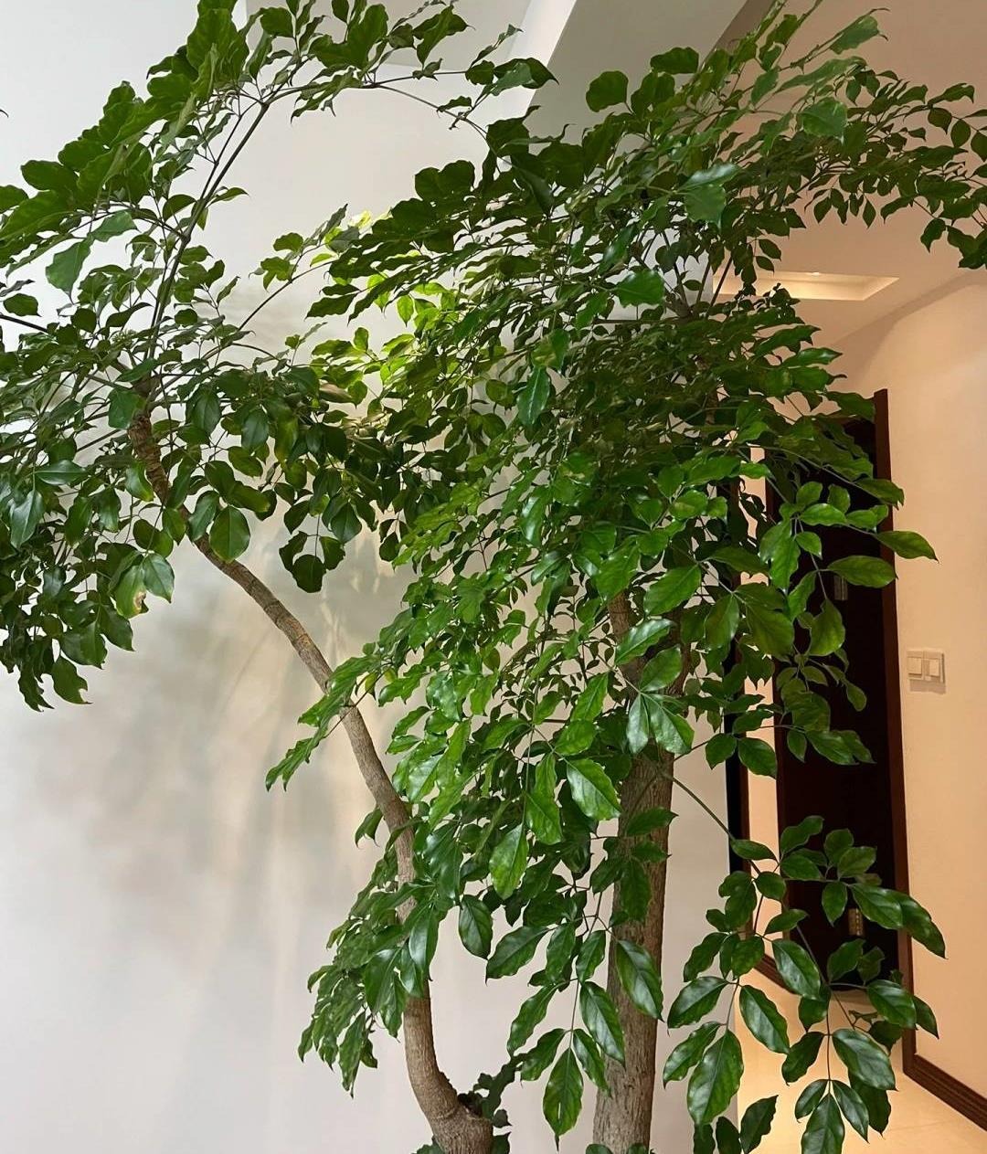 Cây cảnh rạng ngời, cành xum xuê, lá xanh bóng, đong đầy nhà tình yêu, hạnh phúc và thịnh vượng - Ảnh 8.