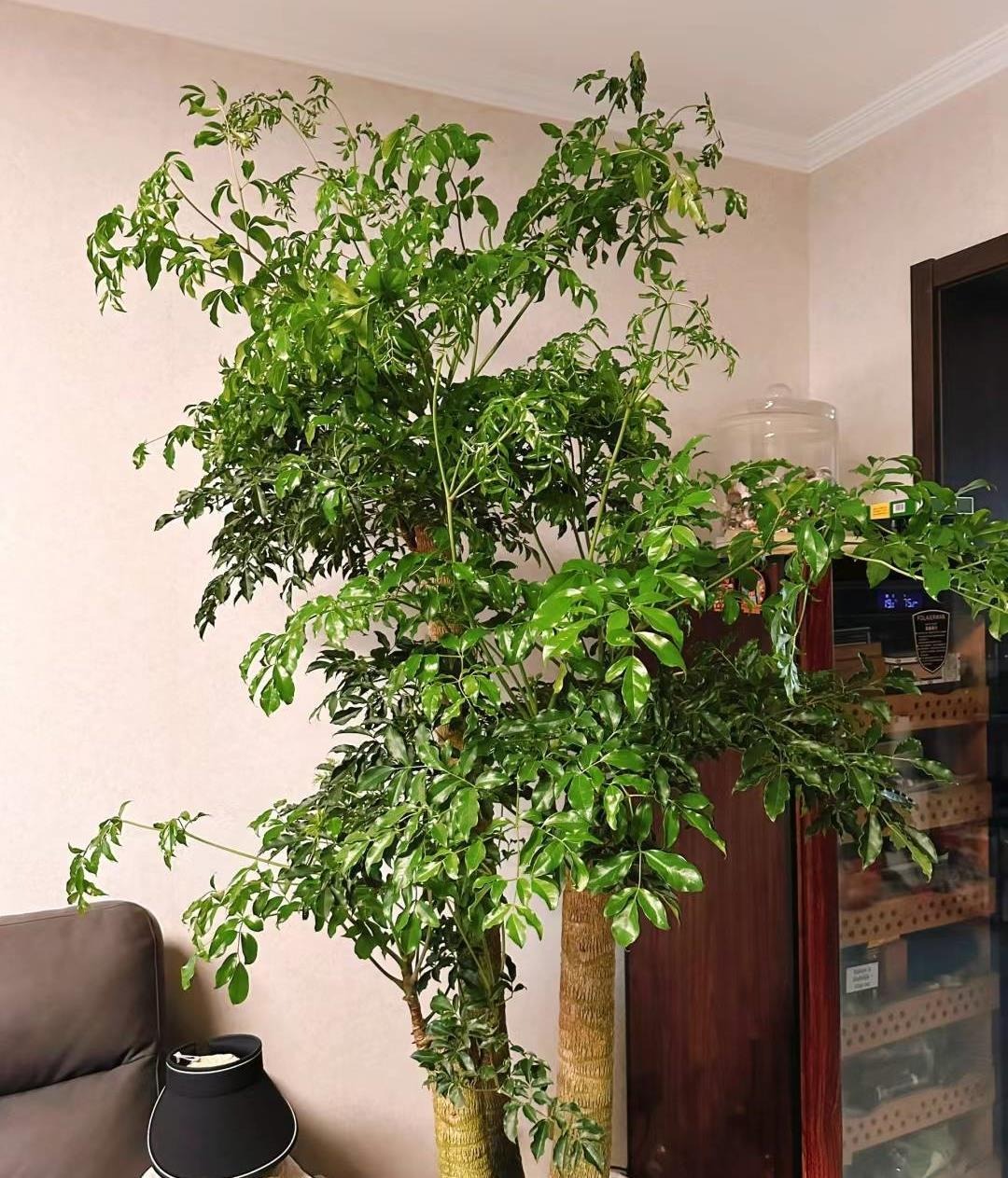 Cây cảnh rạng ngời, cành xum xuê, lá xanh bóng, đong đầy nhà tình yêu, hạnh phúc và thịnh vượng - Ảnh 6.