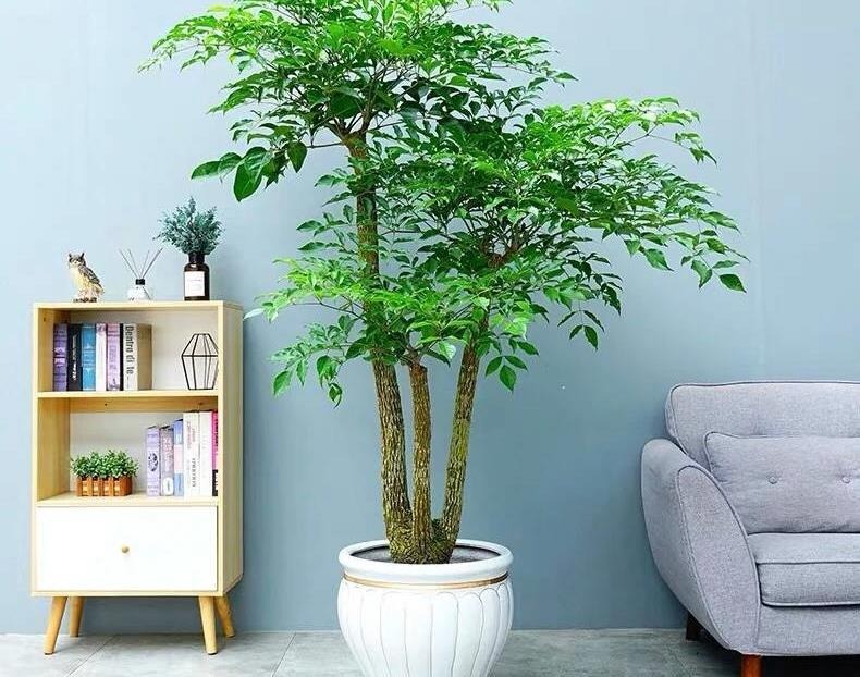 Cây cảnh rạng ngời, cành xum xuê, lá xanh bóng, đong đầy nhà tình yêu, hạnh phúc và thịnh vượng - Ảnh 5.