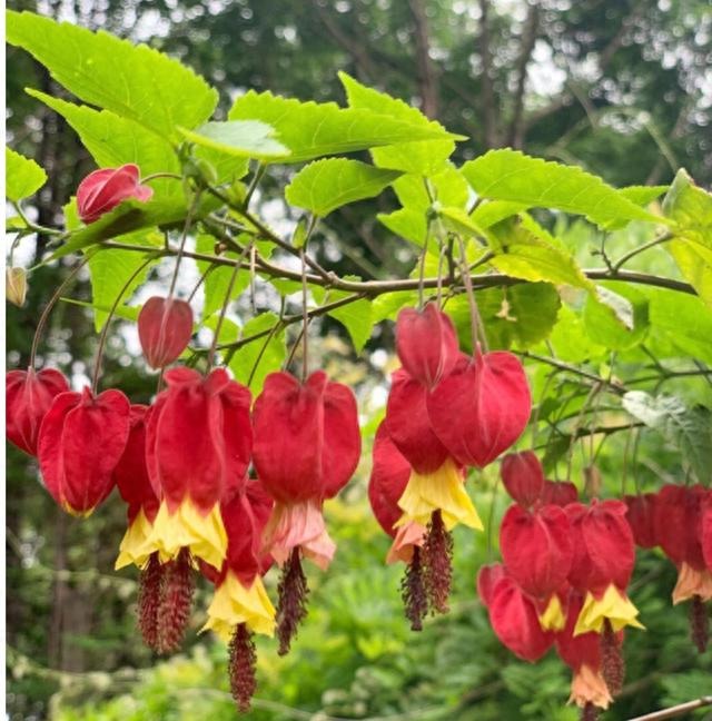 "Treo đèn kết hoa" sớm để đón Tết với cây cảnh leo dàn xinh đẹp, mỗi năm nở hoa 300 ngày  - Ảnh 1.