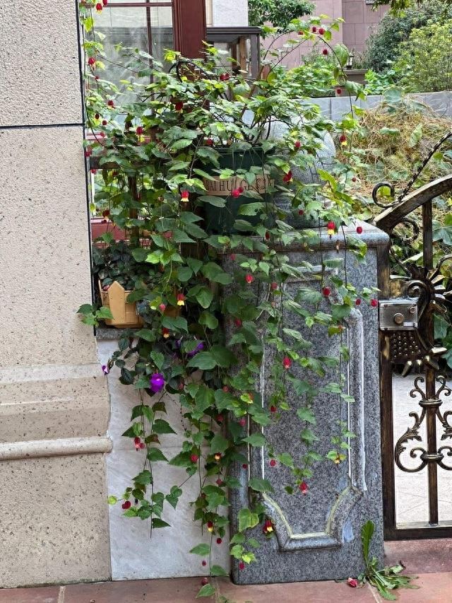 "Treo đèn kết hoa" sớm để đón Tết với cây cảnh leo dàn xinh đẹp, mỗi năm nở hoa 300 ngày  - Ảnh 3.