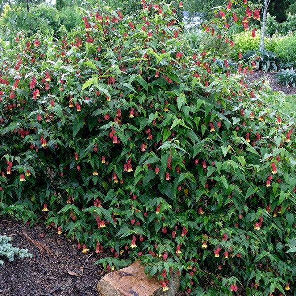 "Treo đèn kết hoa" sớm để đón Tết với cây cảnh leo dàn xinh đẹp, mỗi năm nở hoa 300 ngày  - Ảnh 5.