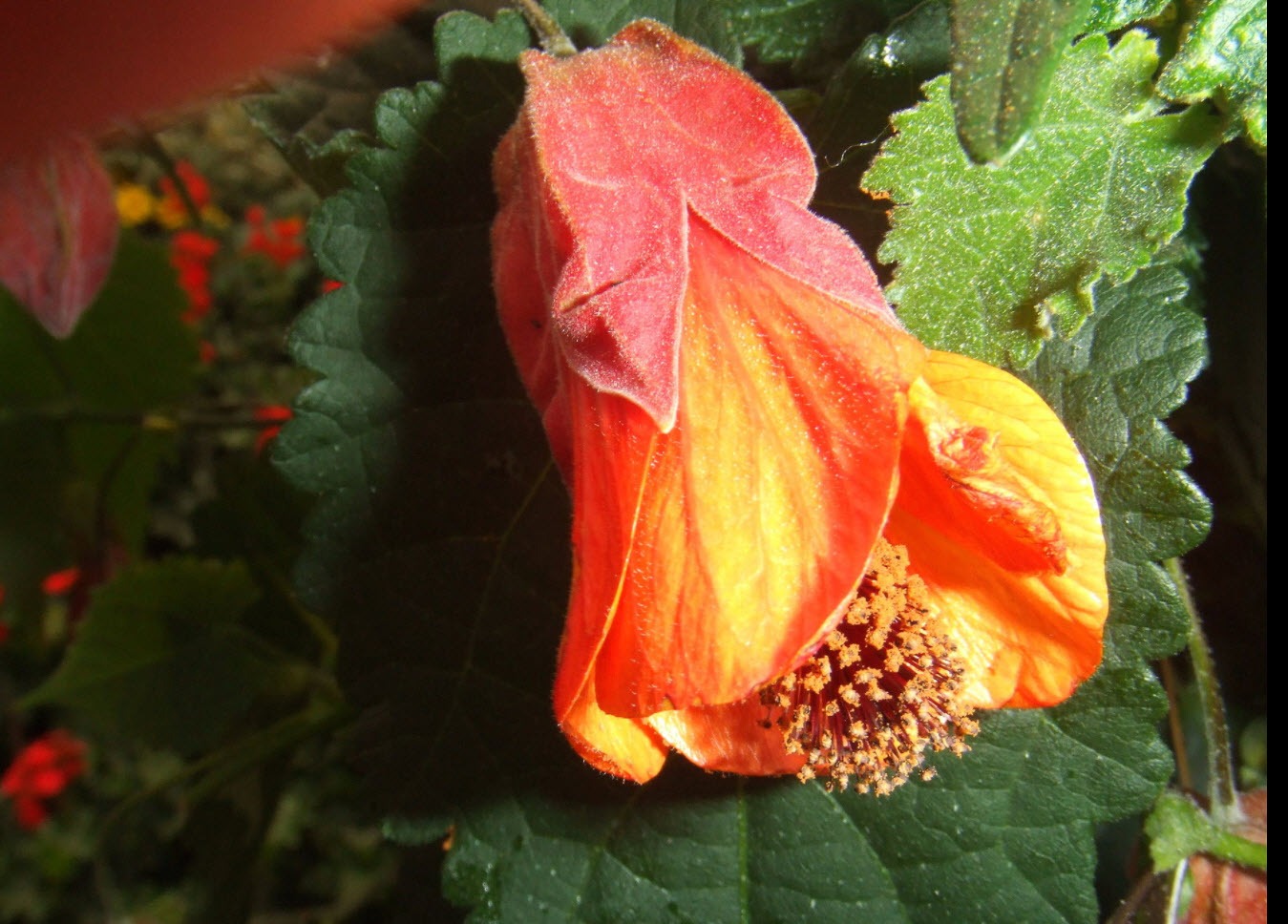 "Treo đèn kết hoa" sớm để đón Tết với cây cảnh leo dàn xinh đẹp, mỗi năm nở hoa 300 ngày  - Ảnh 2.