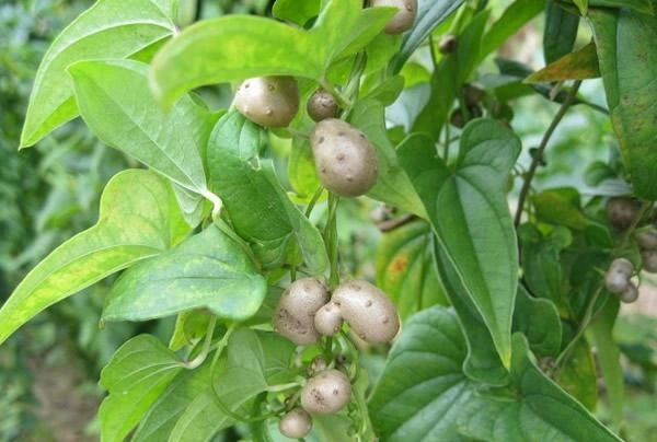 Loại củ "lạ" nhuận tràng hơn khoai lang, bổ dưỡng hơn khoai môn, ăn nhiều bổ phổi, ích thận - Ảnh 1. Loại củ "lạ" nhuận tràng hơn khoai lang, bổ dưỡng hơn khoai môn, ăn nhiều bổ phổi, ích thận - Ảnh 1.