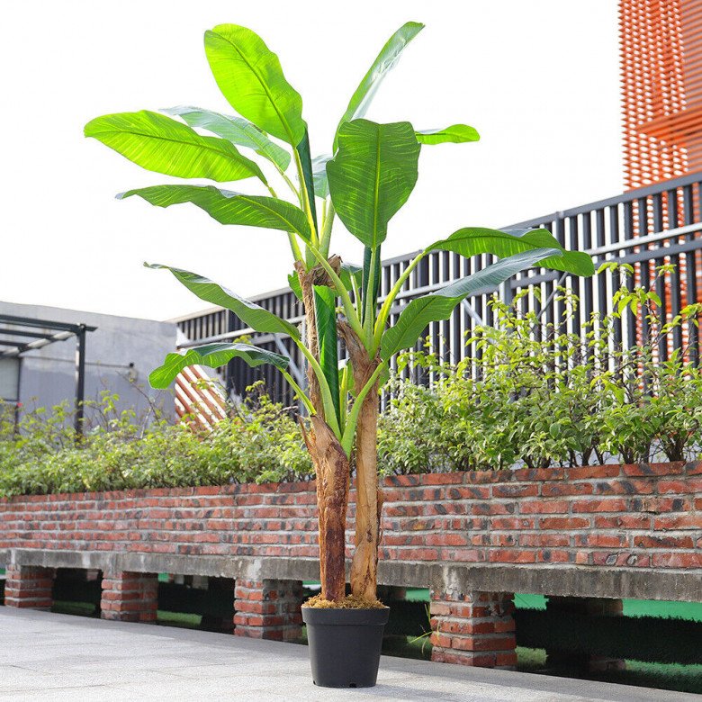 Trồng cây chuối trước nhà có được không? 10 người thì 9 người trả lời sai - Ảnh 2. Trồng cây chuối trước nhà có được không? 10 người thì 9 người trả lời sai - Ảnh 2.