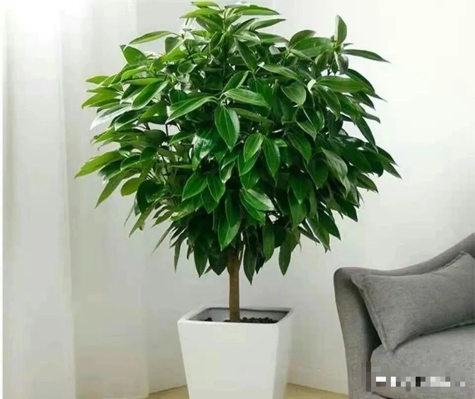 Nhà giàu thích trồng 4 cây cảnh cát tường ở phòng khách, bảo sao gia đình thịnh vượng, sung túc- Ảnh 6.