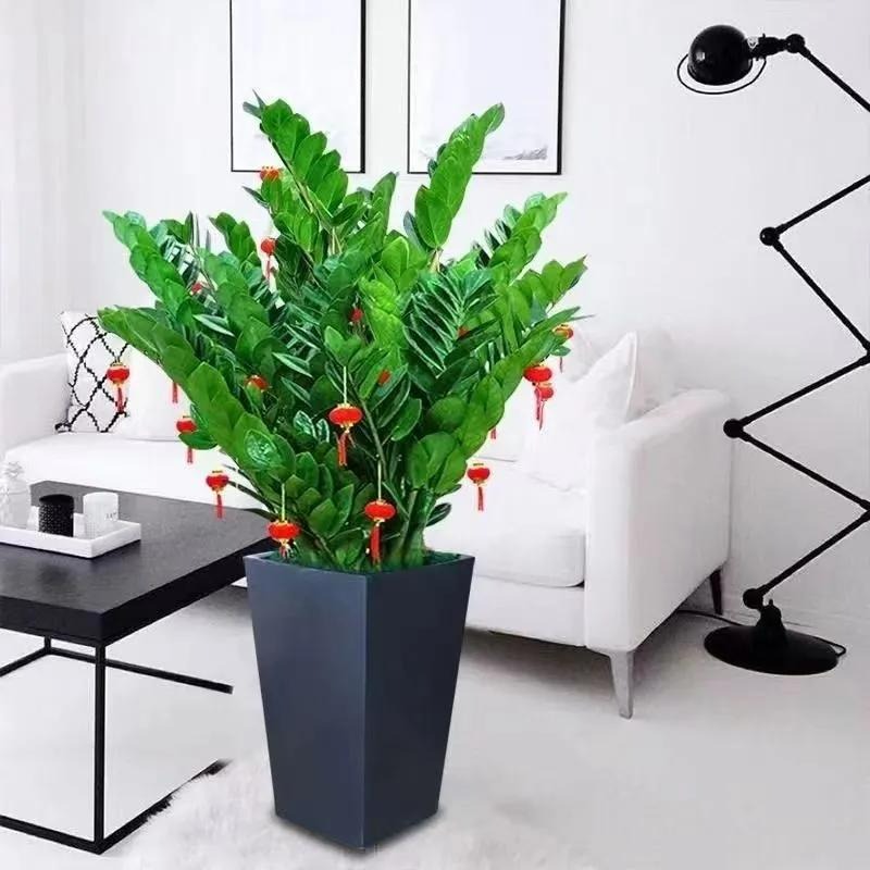 Nhà giàu thích trồng 4 cây cảnh cát tường ở phòng khách, bảo sao gia đình thịnh vượng, sung túc- Ảnh 8.