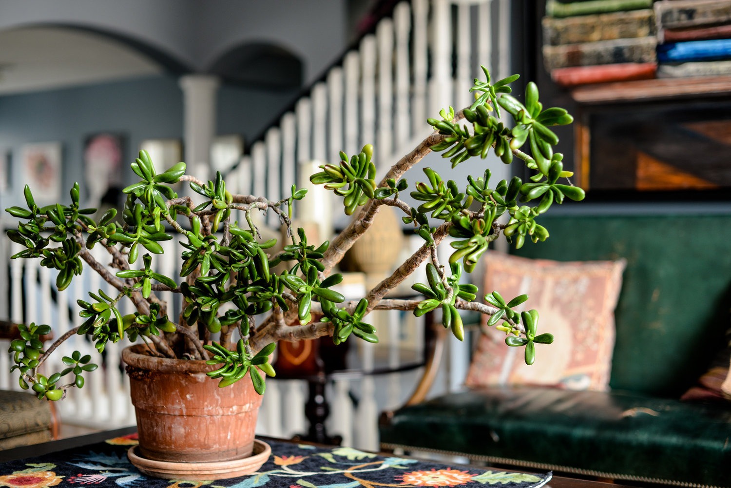 Nhà giàu thích trồng 4 cây cảnh cát tường ở phòng khách, bảo sao gia đình thịnh vượng, sung túc- Ảnh 2.