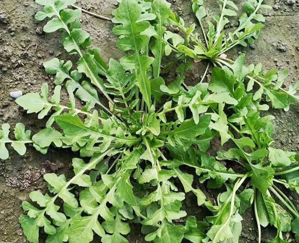 Loại rau dại được ca ngợi là "cỏ tiên", bổ mắt, dưỡng nhan, giảm mỡ máu, nấu canh, làm bánh đều ngon - Ảnh 1.