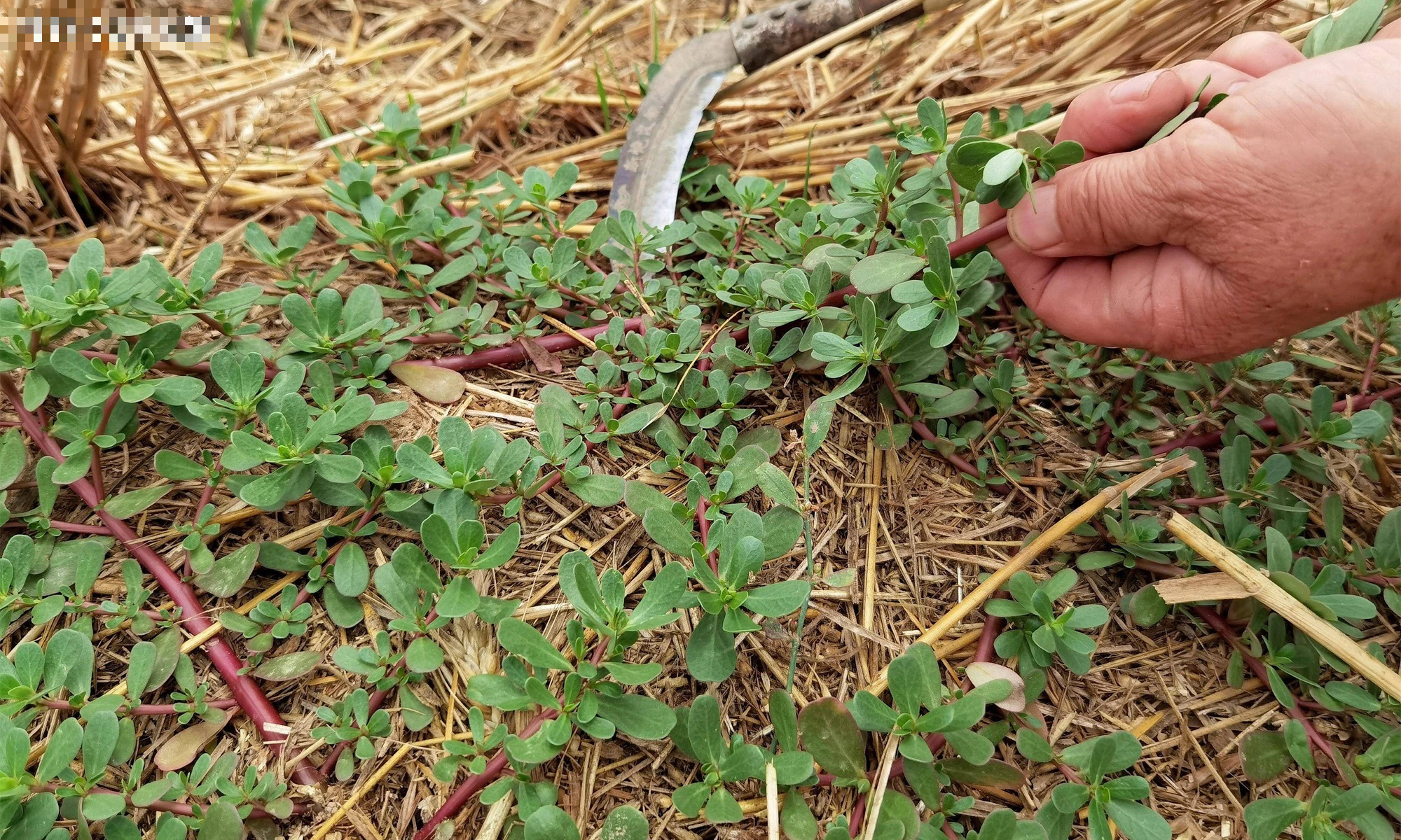 Loại rau dại mọc hoang khắp nơi, phơi khô giá trị hàng chục lần, làm bánh hấp, hầm thịt siêu ngon - Ảnh 1.