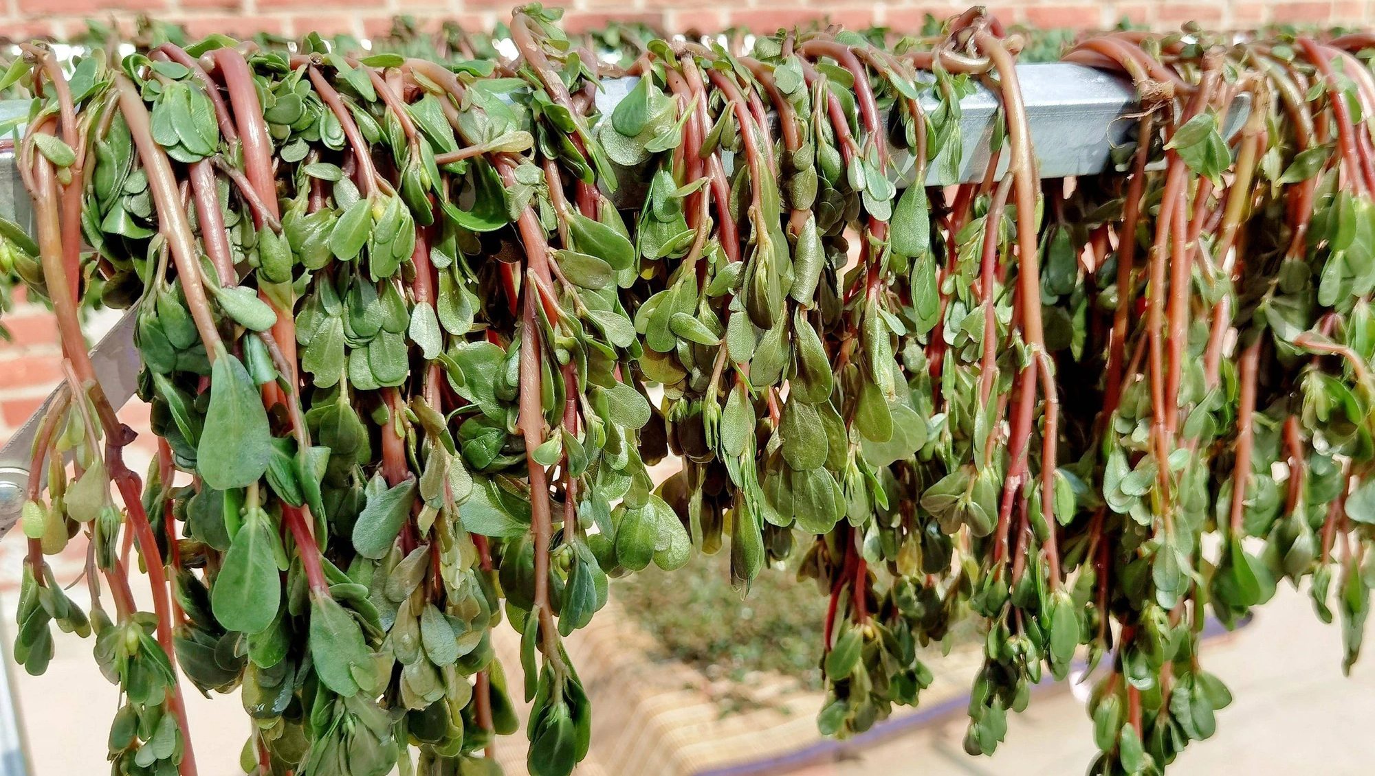 Loại rau dại mọc hoang khắp nơi, phơi khô giá trị hàng chục lần, làm bánh hấp, hầm thịt siêu ngon - Ảnh 4.