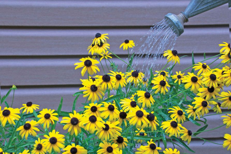 Trồng cây cảnh mùa đông sợ nhất 4 loại nước "chết người" này, tưới một muỗng, chết cả chậu - Ảnh 1.