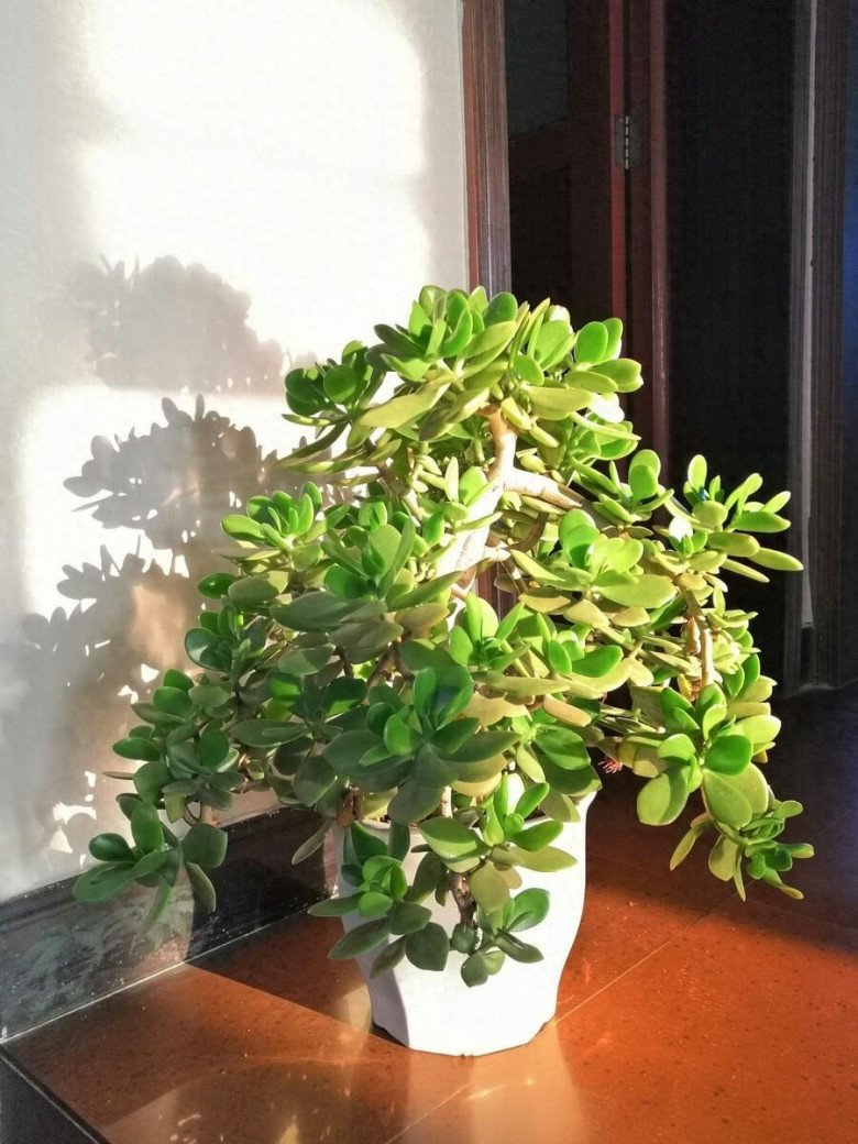 Cây cảnh này nở hoa là phúc lớn sắp về, đây là 4 mẹo để cây nở hoa - Ảnh 3. Cây cảnh này nở hoa là phúc lớn sắp về, đây là 4 mẹo để cây nở hoa - Ảnh 3.