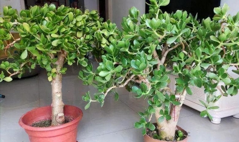Cây cảnh này nở hoa là phúc lớn sắp về, đây là 4 mẹo để cây nở hoa - Ảnh 1. Cây cảnh này nở hoa là phúc lớn sắp về, đây là 4 mẹo để cây nở hoa - Ảnh 1.