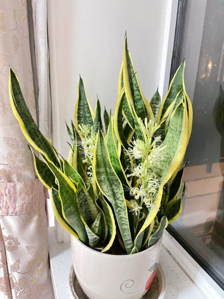 Nhà tối đến mấy cũng trồng được 7 cây tài lộc này, càng trong tối cây càng phát triển sum suê - Ảnh 1.