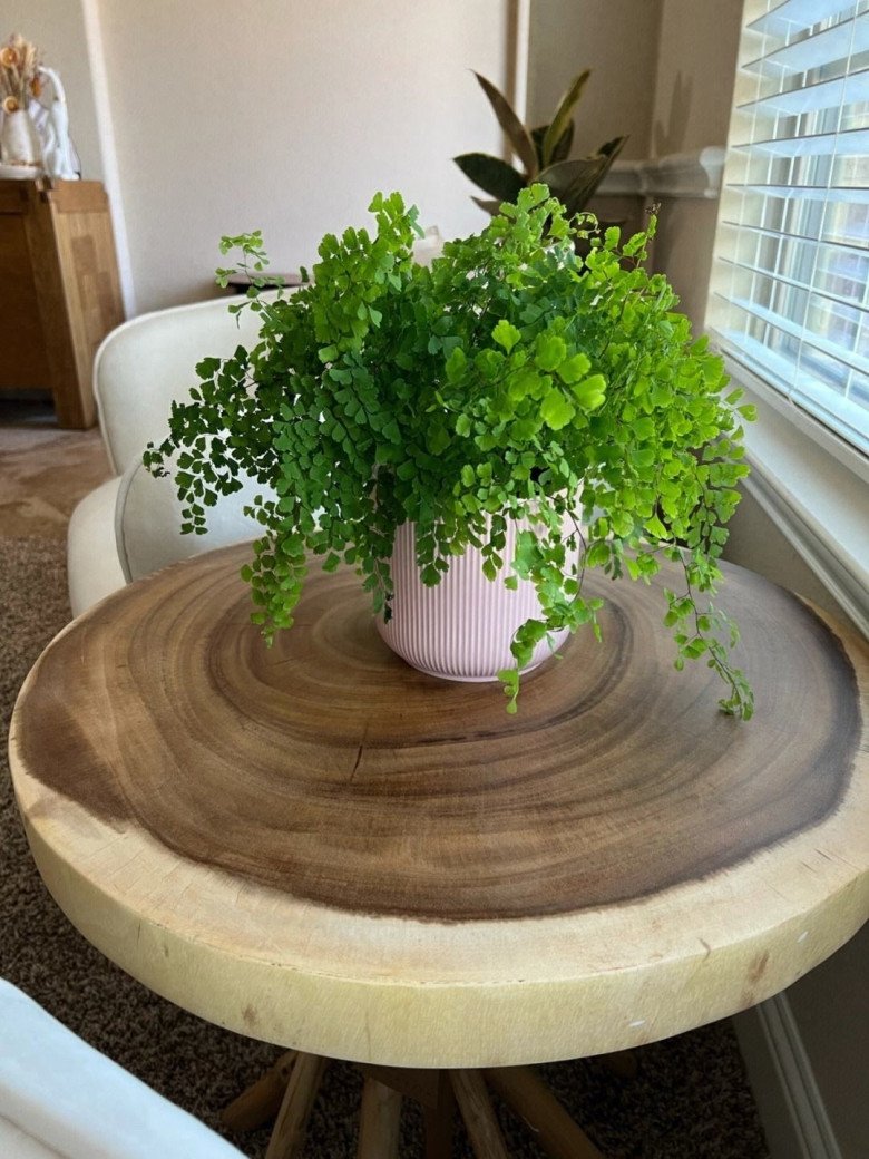 Nhà tối đến mấy cũng trồng được 7 cây tài lộc này, càng trong tối cây càng phát triển sum suê - Ảnh 5.