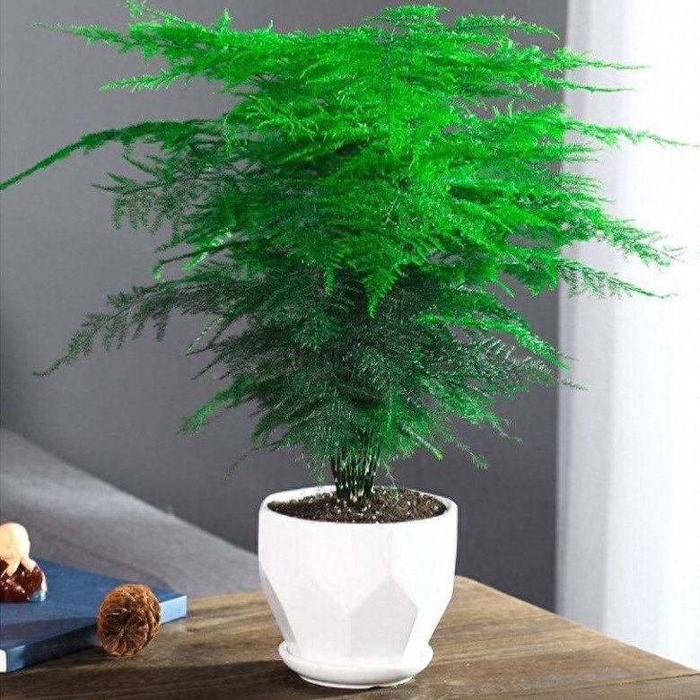 Nhà tối đến mấy cũng trồng được 7 cây tài lộc này, càng trong tối cây càng phát triển sum suê - Ảnh 2.