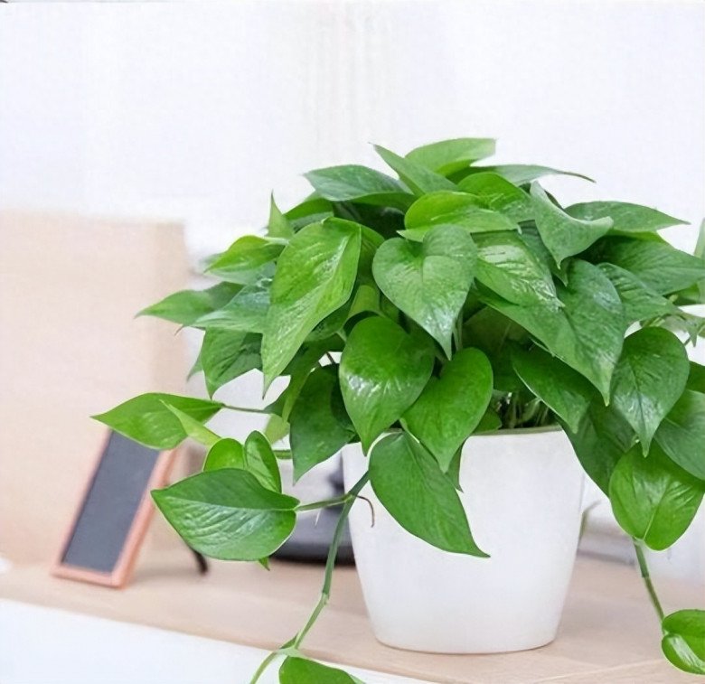 Nhà tối đến mấy cũng trồng được 7 cây tài lộc này, càng trong tối cây càng phát triển sum suê - Ảnh 4.