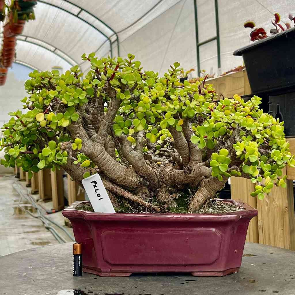 Cây cảnh "vàng bạc đầy cành" sợ 4 loại nước, chăm tốt để sẽ thành bảo bối, rước lộc, chiêu may vào nhà - Ảnh 4.